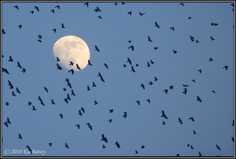 Evening migrations