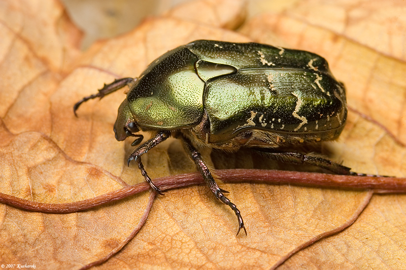 Protaetia cuprea