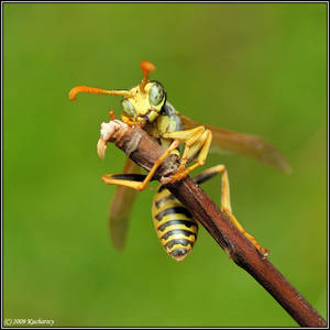 Wasp