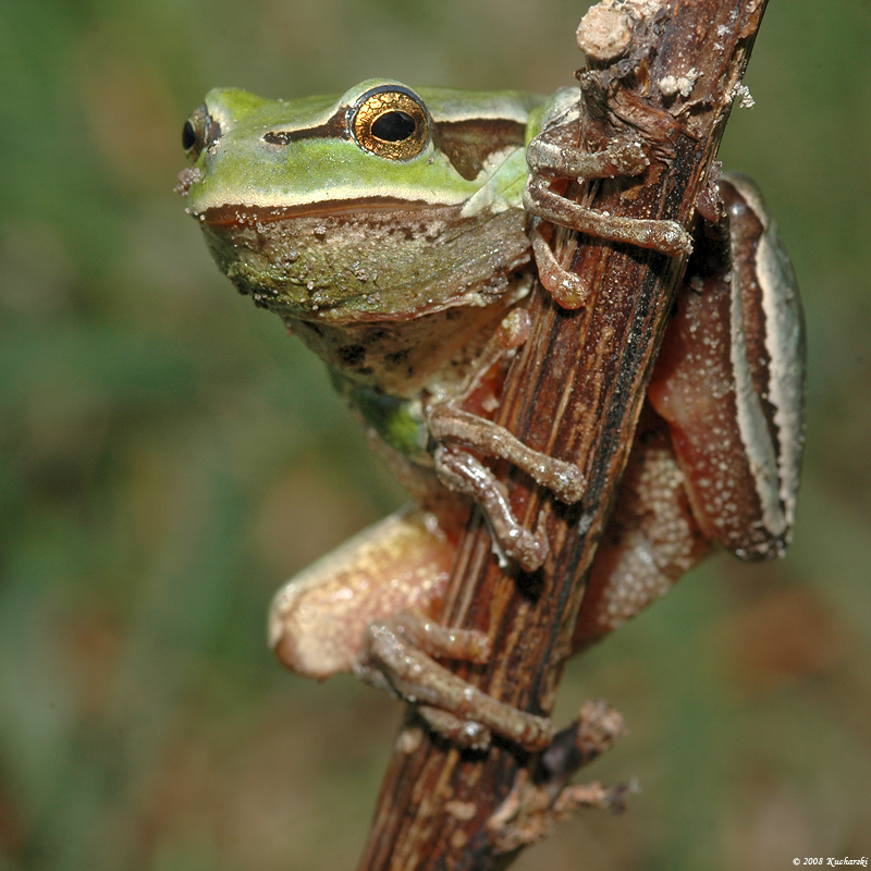 Hyla arborea VII