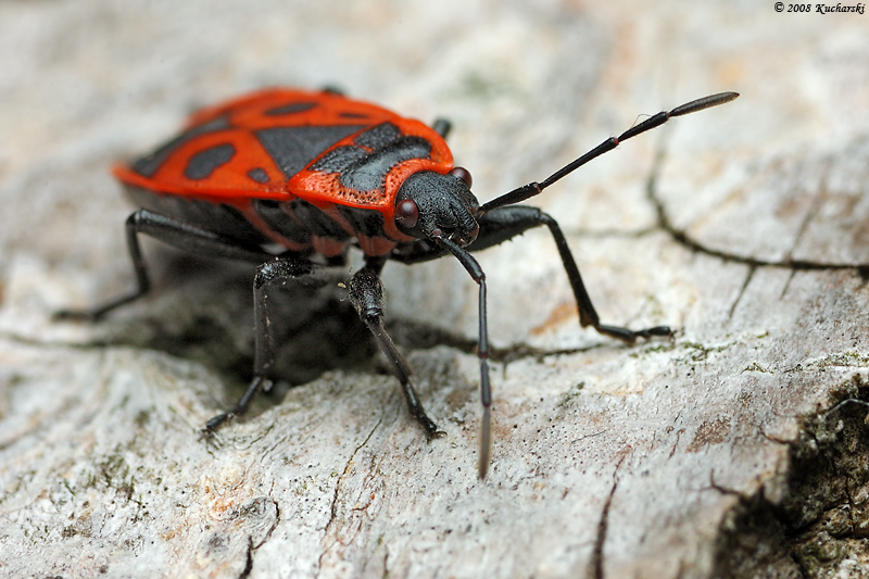 Pyrrhocoris apterus