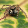 Jumping spider II