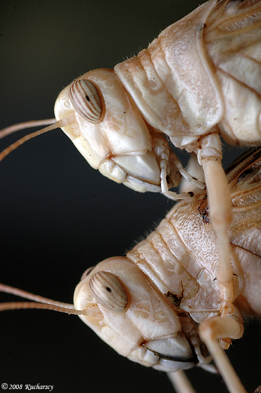 Desert locusts