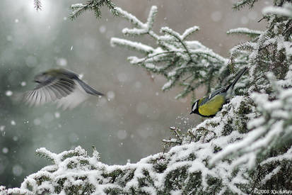 Lost in the Snow