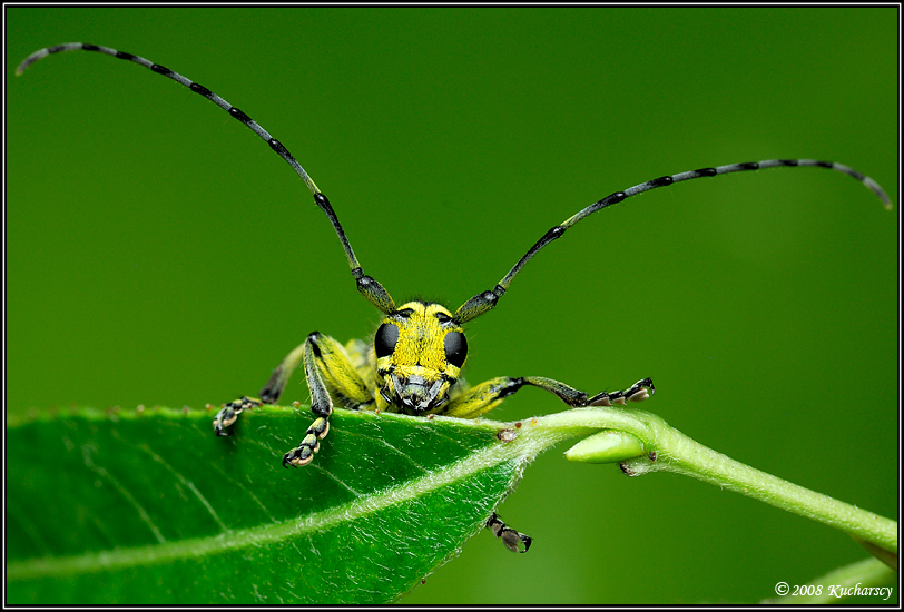 Saperda scalaris II