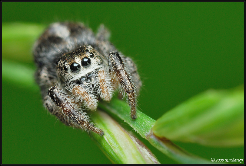 Pellenes tripunctatus II