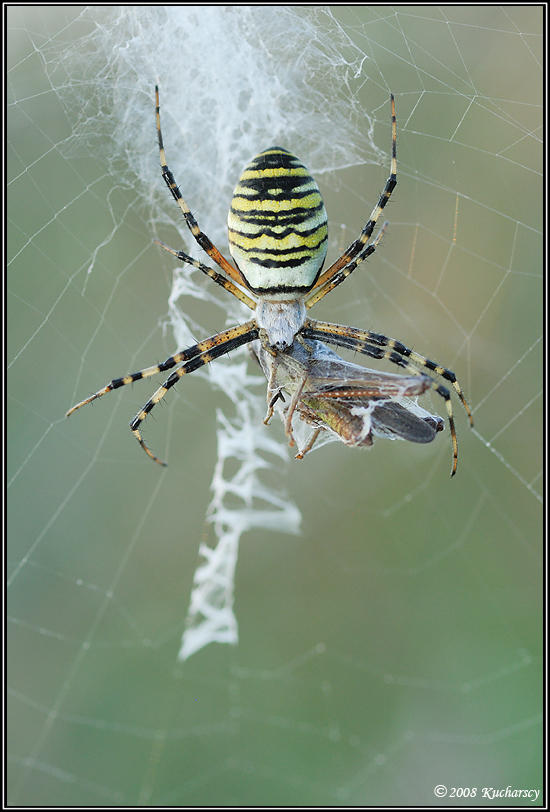 Tiger Rapter Tiger tiger by Dark-Raptor on DeviantArt