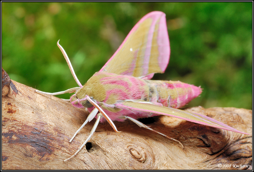 Great Creator's Pink Revenge