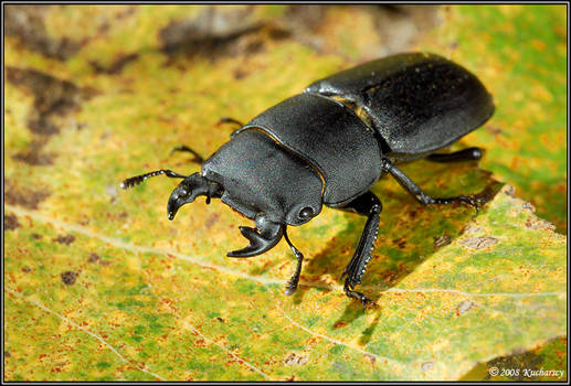 Dorcus parallelopipedus