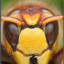 Horny hornet