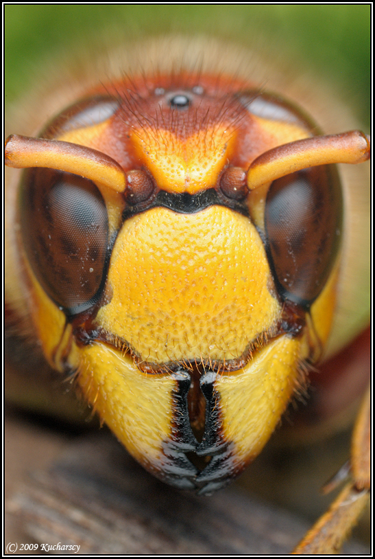 Horny hornet
