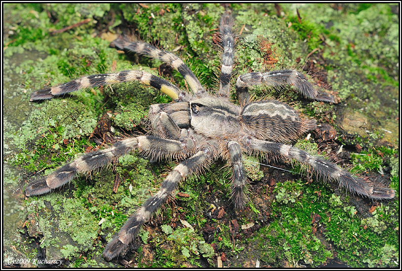 Poecilotheria regalis