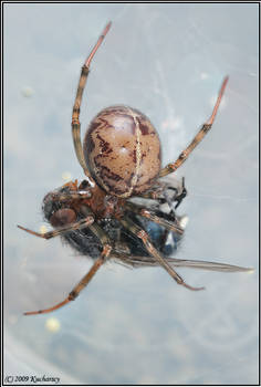 Steatoda castanea