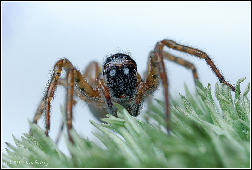 Coelotes terrestris