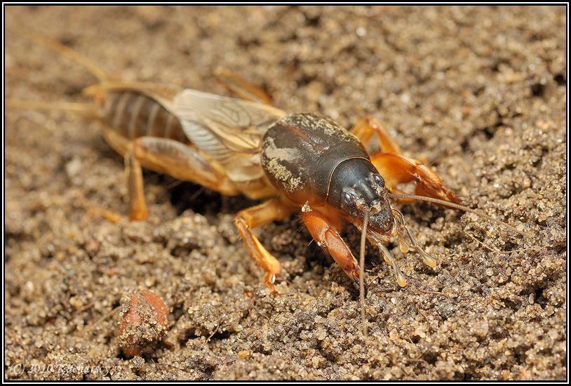 Gryllotalpa gryllotalpa