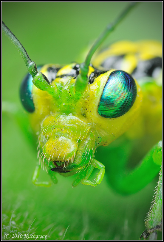 Rhogogaster viridis