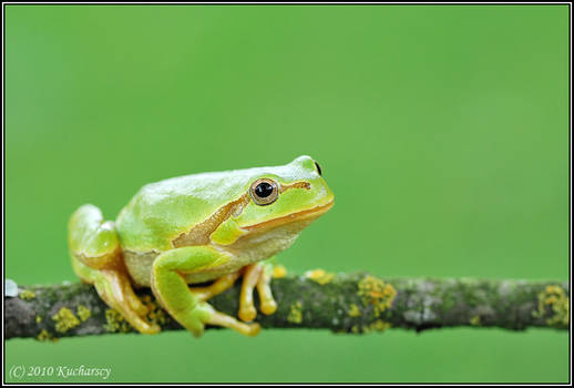 Hyla arborea XIII