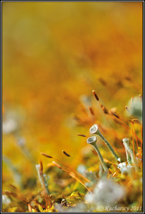 Cladonia