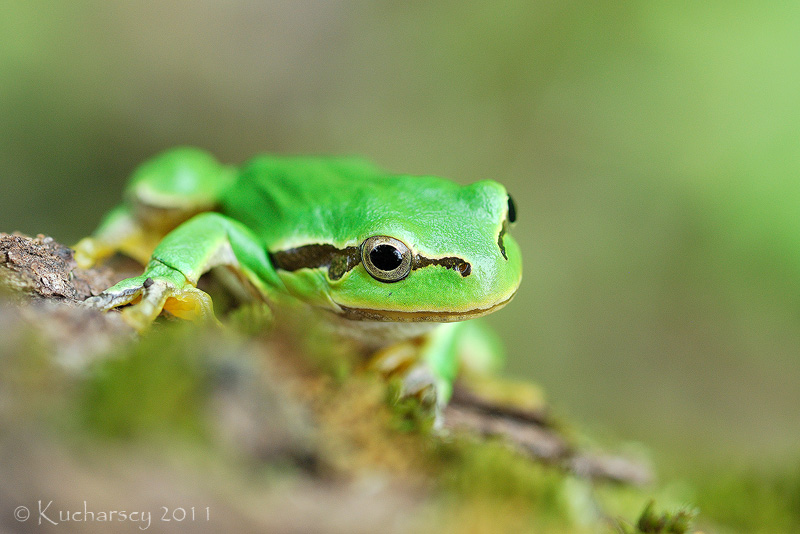 Hyla arborea VI