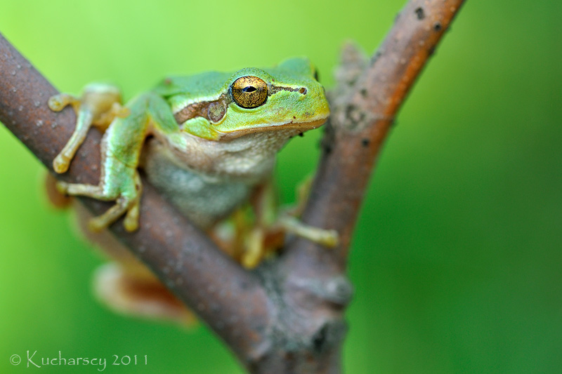 Hyla arborea VII