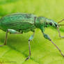 Phyllobius II