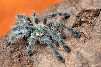 Avicularia diversipes III