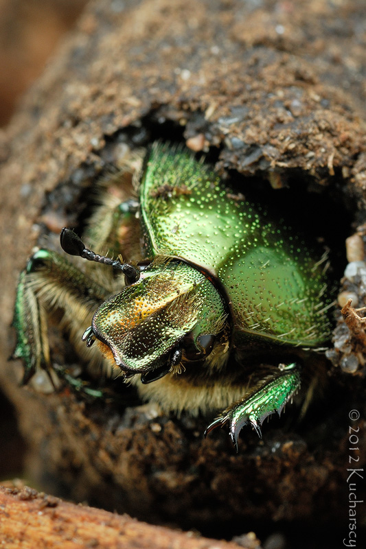 Cetonia aurata II