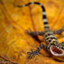 Gecko