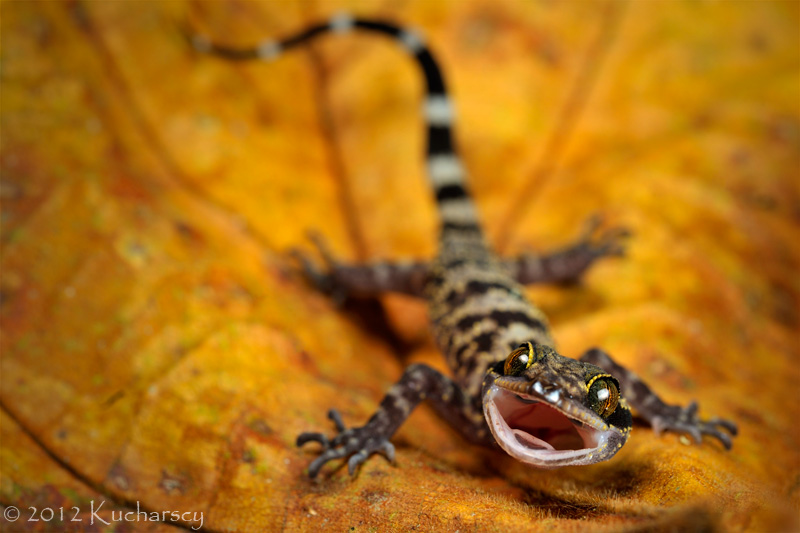 Gecko