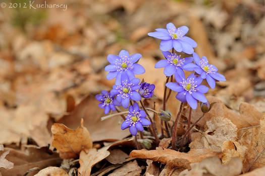 Hepatica