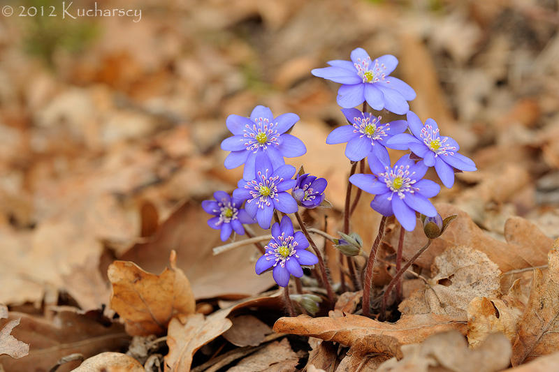 Hepatica by Dark-Raptor