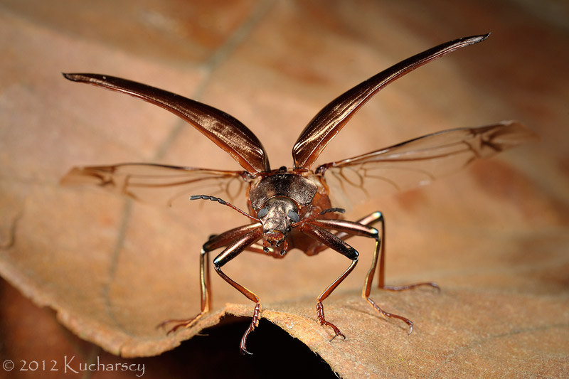 Shiny darkling beetle