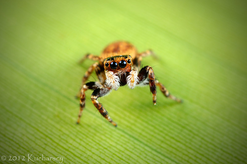 Little jumping spider