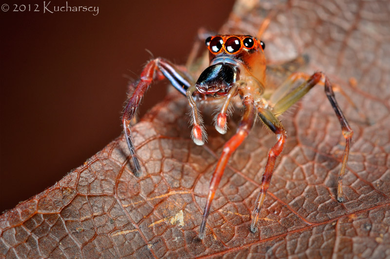 Colorful jumping spider