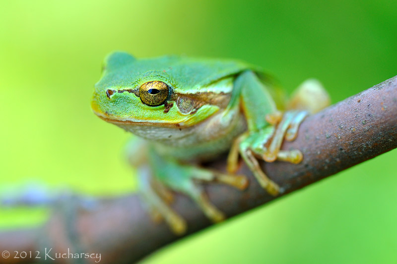 Hyla arborea IX