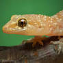 Hemidactylus turcicus