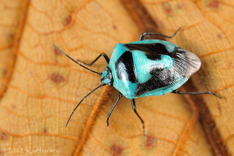 Blue shield bug