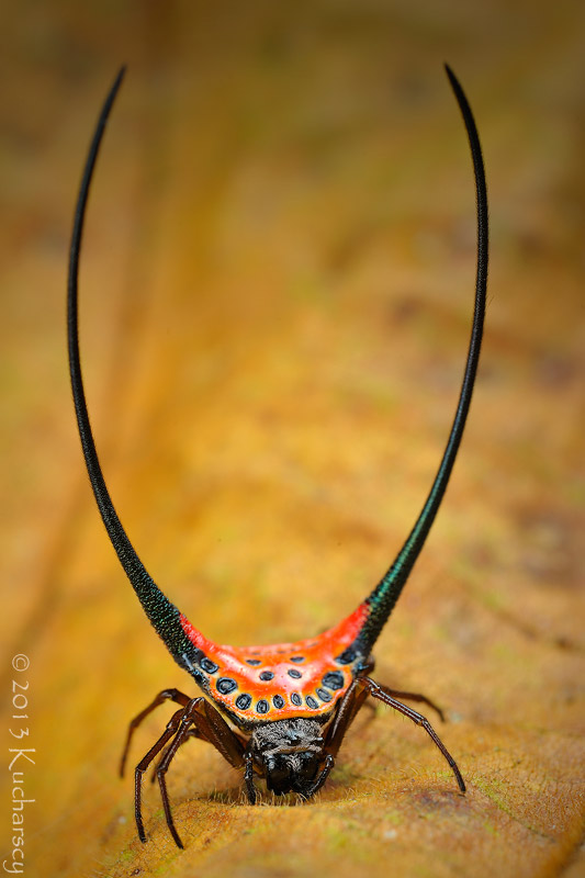 Gasteracantha arcuata