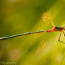 Lestes sp.