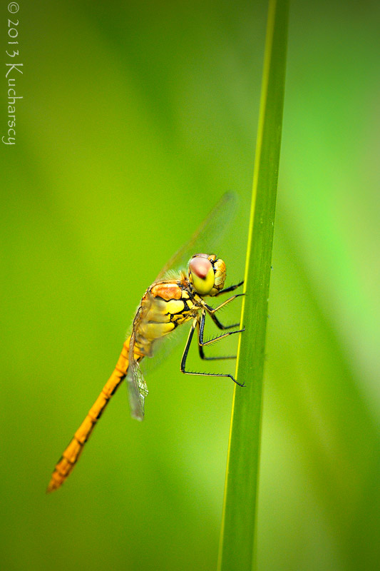 Sympetrum sanguineum