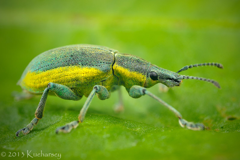 Chlorophanus viridis