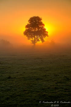 Burning tree