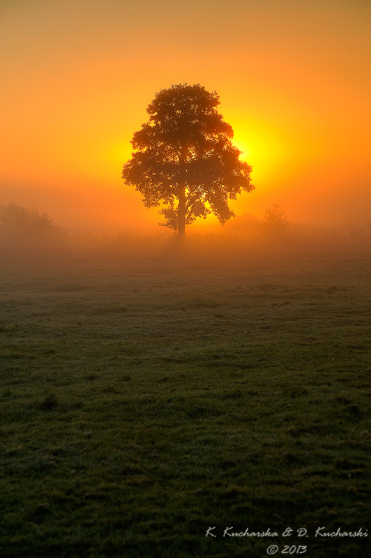 Burning tree