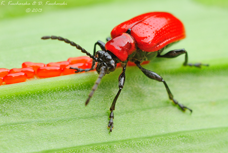 Lilioceris lilii