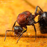 Ant on anabolics