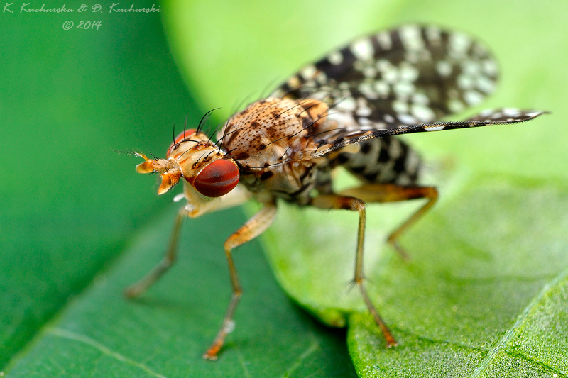 Sciomyzidae fly