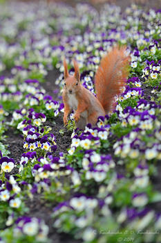 In the flowers