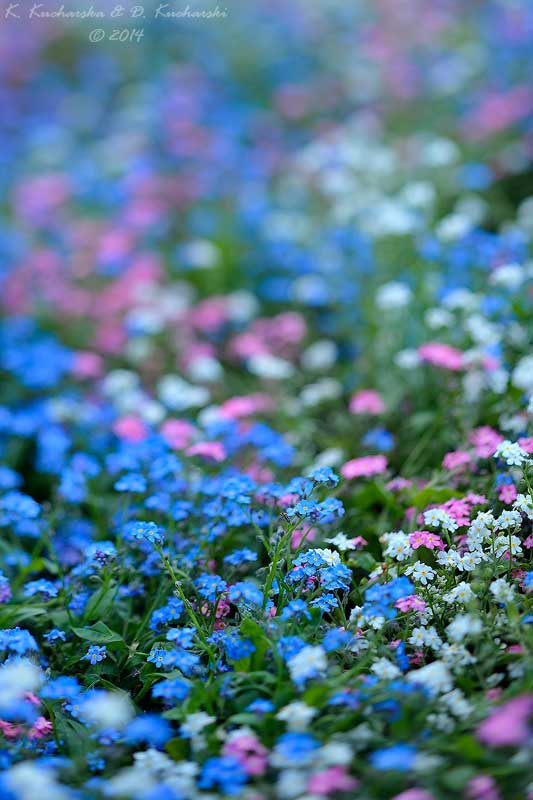 Forget-me-not