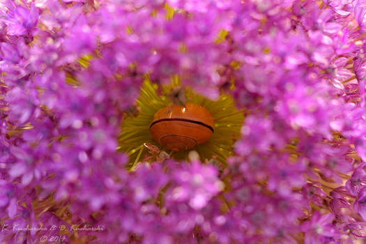 Deep in the flower