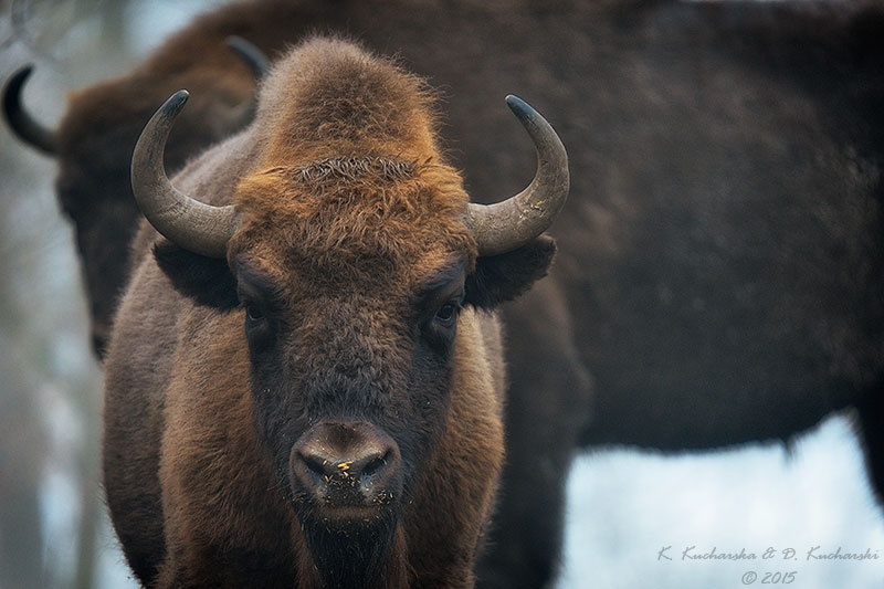 Bison bonasus